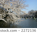 井之頭公園 櫻花 櫻 2272136