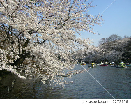 井之頭公園 櫻花 櫻 2272136