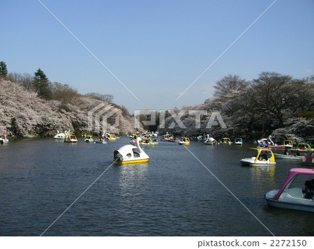 井之頭公園 船 划船 2272150