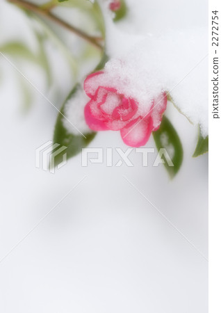 山茶花05 山茶花05 2272754