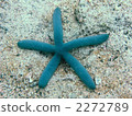 starfish, starfishes, star fish 2272789