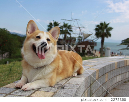 animal, animals, dog 2272860