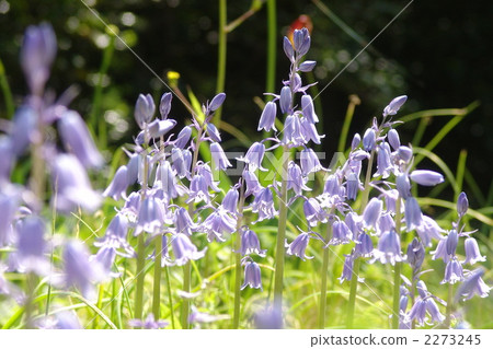 May Schiller Campanulata and Yuri 13 2273245