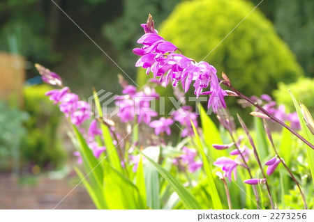 May Silane · Orchid family 11 May Silane · Orchid family 11 2273256