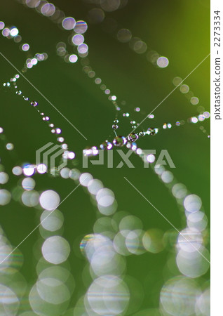 spider's web, spiderweb, drop 2273334