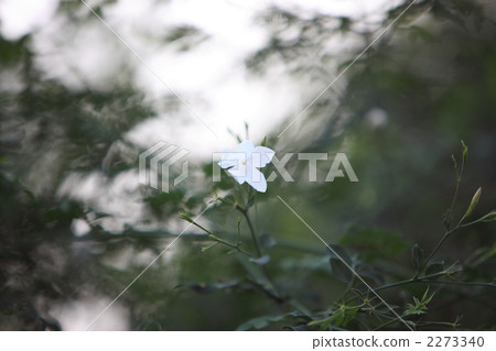 gardenia gardenia 2273340