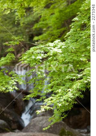 Fresh green maple Fresh green maple 2273348