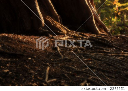 root, roots, tree 2273351