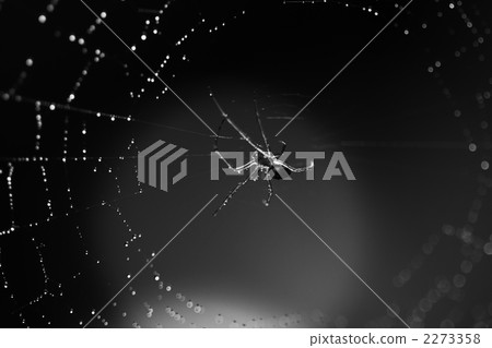 spider, bug, insect 2273358