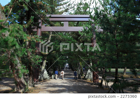 Izumo Taisha Approach Pine Baba 2273360