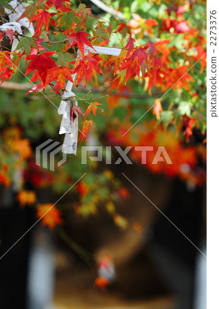 With a wish in the maple With a wish in the maple 2273376