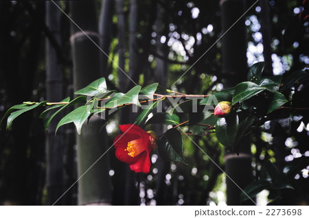 山茶花和竹子 山茶花和竹子 2273698
