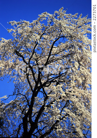 Kyoto Yamazaki Buddhist cherry blossom at sacred place Kyoto Yamazaki Buddhist cherry blossom at sacred place 2273701