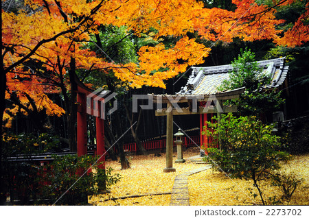 The autumn leaves of Kyoto Yamazaki saint The autumn leaves of Kyoto Yamazaki saint 2273702