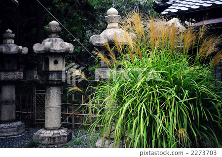 Susuki in Kyoto Imperial Hachimangu Shrine Susuki in Kyoto Imperial Hachimangu Shrine 2273703