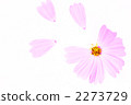 Cosmos 2273729