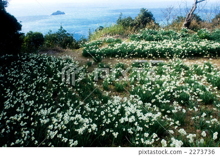 Daffodils on the Shirasaki coast 2273736