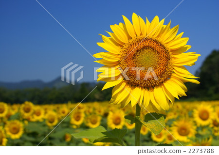 Tomorrow's sunflower 2273788