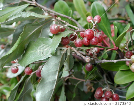 stock photo elaeagnus umbellata berry fruit