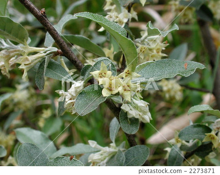 異葉天仙果 木半夏 漿果 2273871