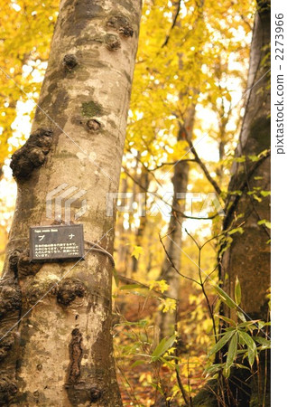 日本山毛櫸 灌木叢 草叢 2273966