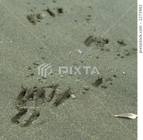 Kyushujika, footprint, Tokushima Yamanaka Kyushujika, footprint, Tokushima Yamanaka 2273982