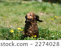Spring park dog 2274028