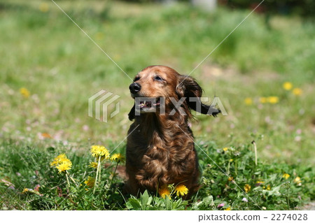 Spring park dog 2274028