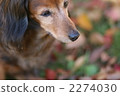 Dogs on fallen leaves 2274030