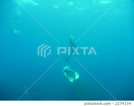 海豚游泳 海豚 人 2274134