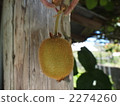 Tree kiwi 2274260