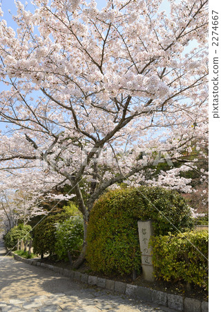 哲學之路雪櫻桃 2274667