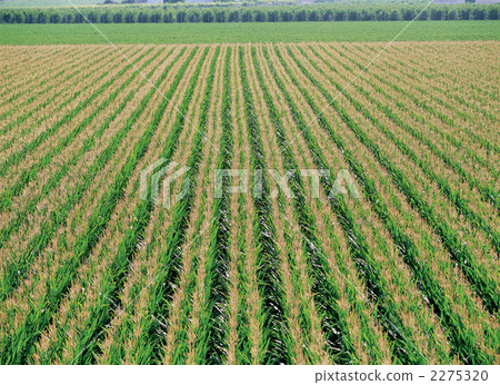 Wheat field in the Andalusian region Wheat field in the Andalusian region 2275320