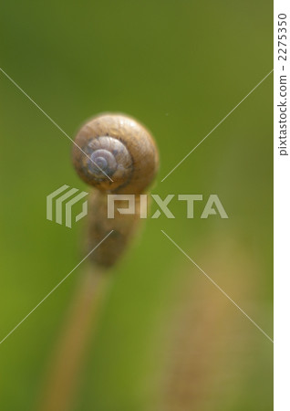 snail, snails, bug 2275350