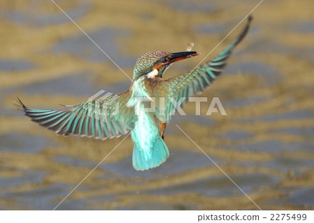 一隻翠鳥跳起來，用拳頭打魚 2275499