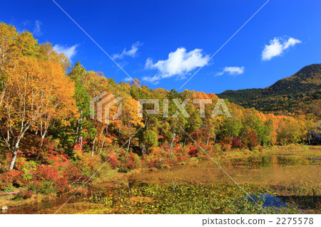 Autumn leaves of lotus pond 2275578