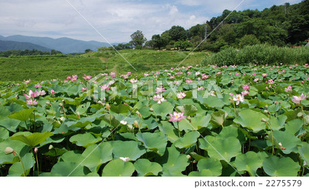 yamato lotus, flower garden, flower field 2275579