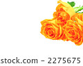 玫瑰 2275675
