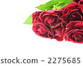 玫瑰 2275685