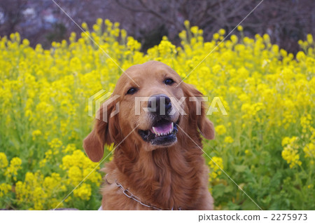 春天強姦開花和金毛獵犬 春天強姦開花和金毛獵犬 2275973