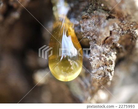 松香 松香 2275993