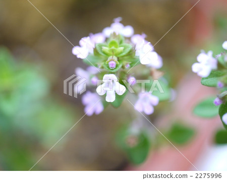 常見的花 2275996