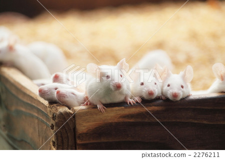 house mouse, mouse, terrestrial animal 2276211