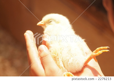 young bird, to sleep, bird 2276213