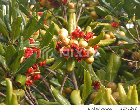 Odd-shaped leaves, fruits cracked in 3 rows and gave red seeds t Gellera 2276268