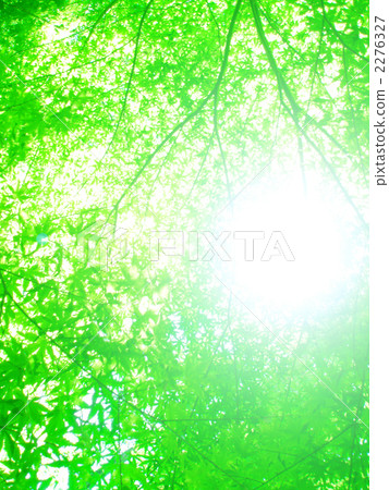 森林 樹林 樹木 2276327