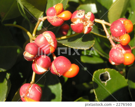 Masaki用紅色的成熟果實窺視種子 2276560