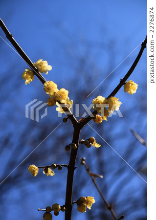 梅花 分支 樹枝 2276874