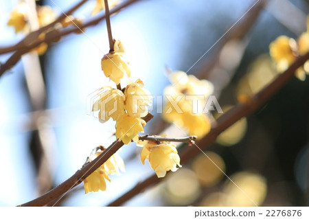 wintersweet, chimonanthus, bloom 2276876