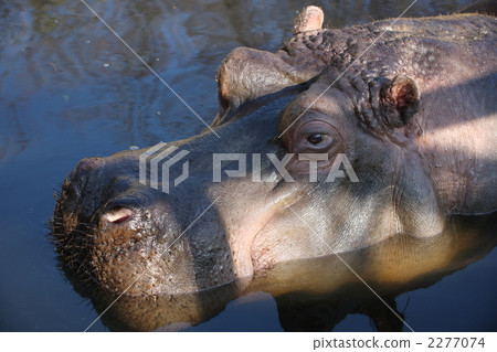 河馬 一隻動物 陸生動物 2277074